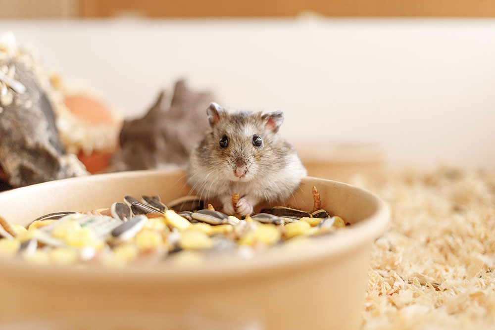 Hamster frisst