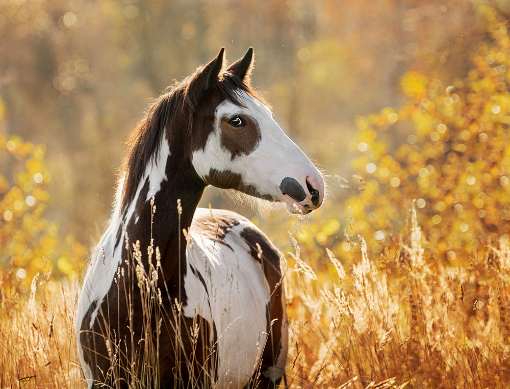 Pferd auf Weide